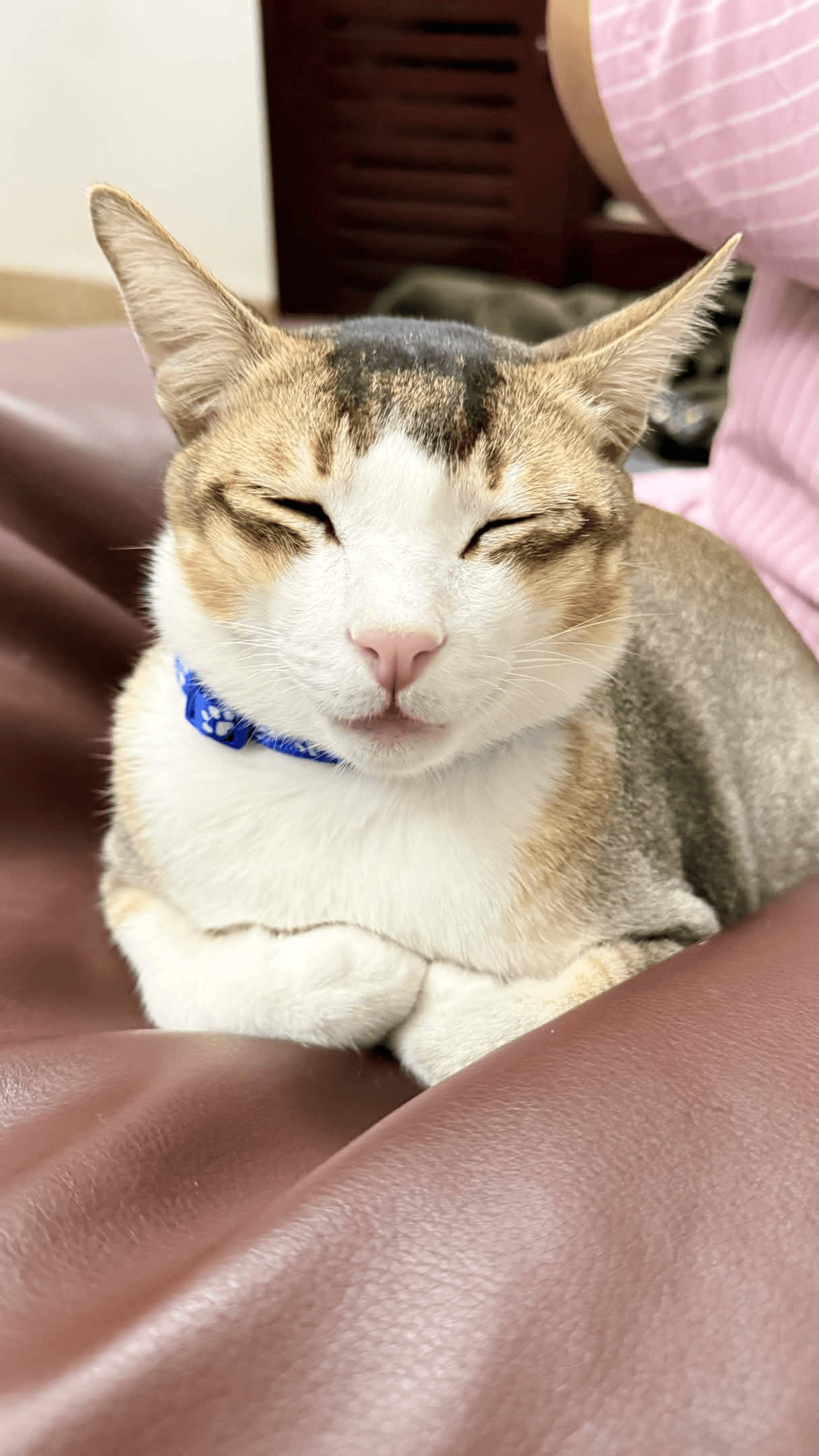 piku.003 · loaf form